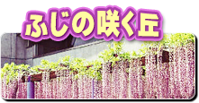 ふじの咲く丘